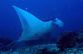 Komodo 2016 - Oceanic Manta Ray - Raie Manta Oceanique - Manta Birostris - IMG_6466_rc_filtered